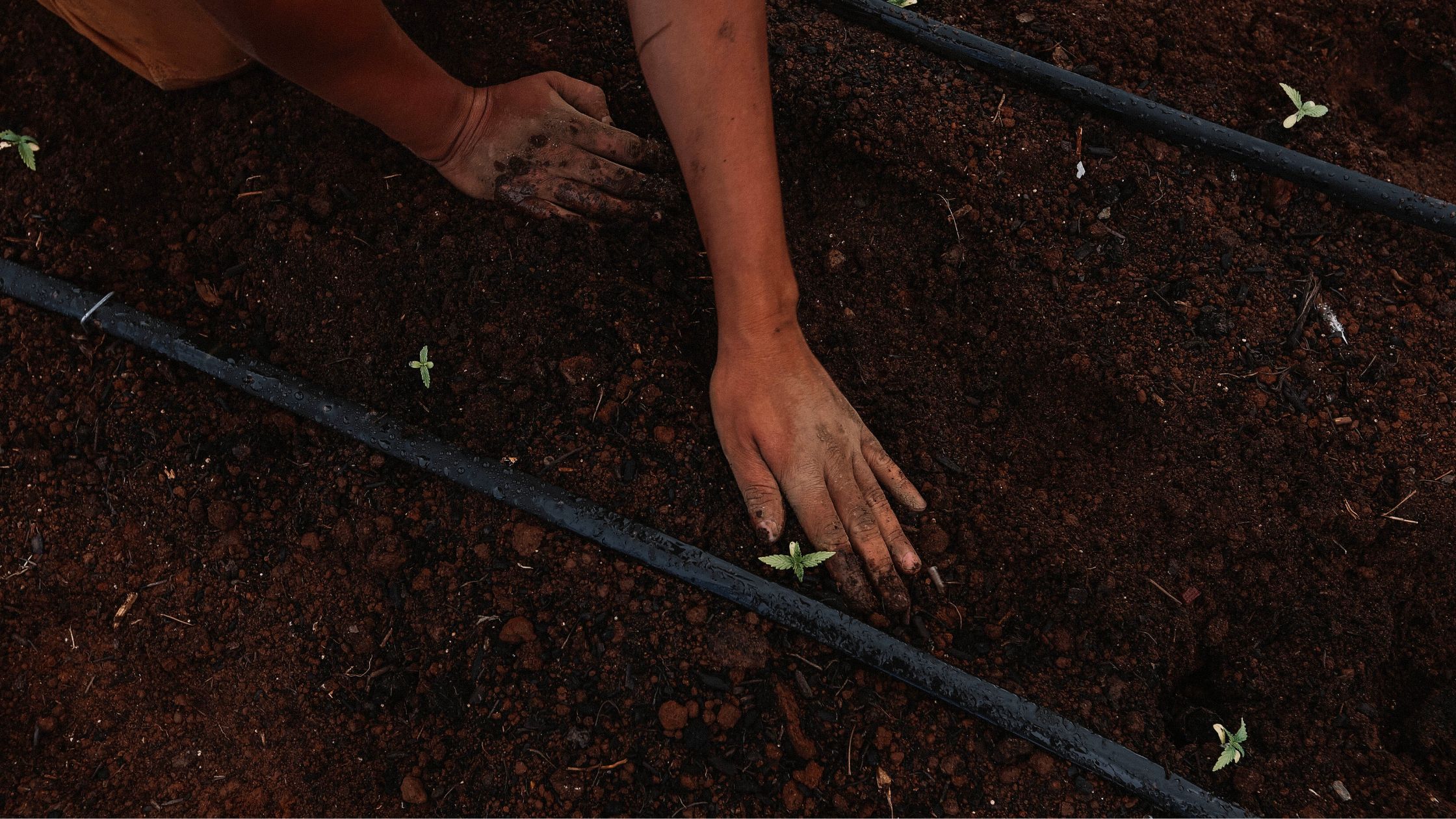 Six Traits of People Who Should Plant
