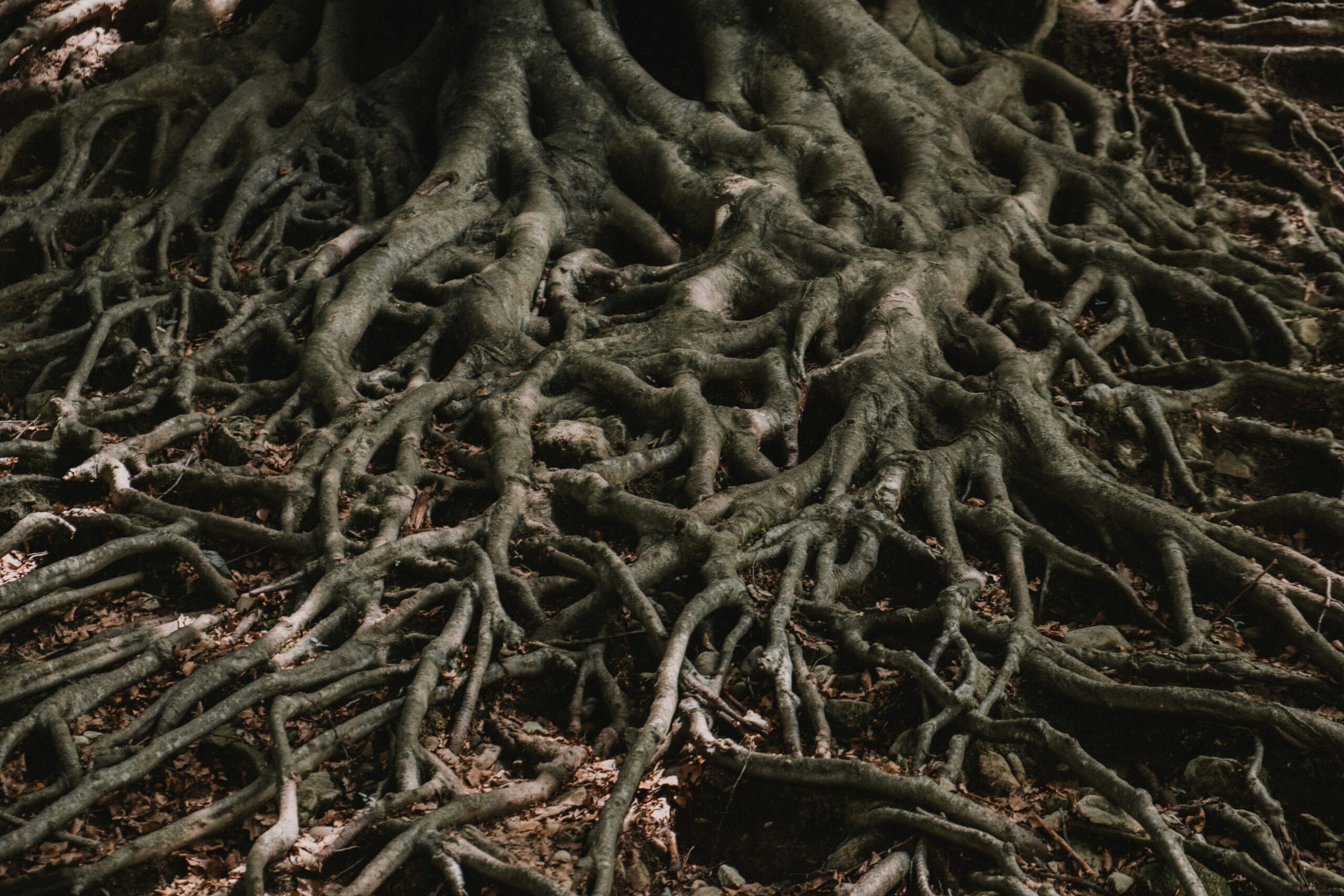 Rooted to Multiply