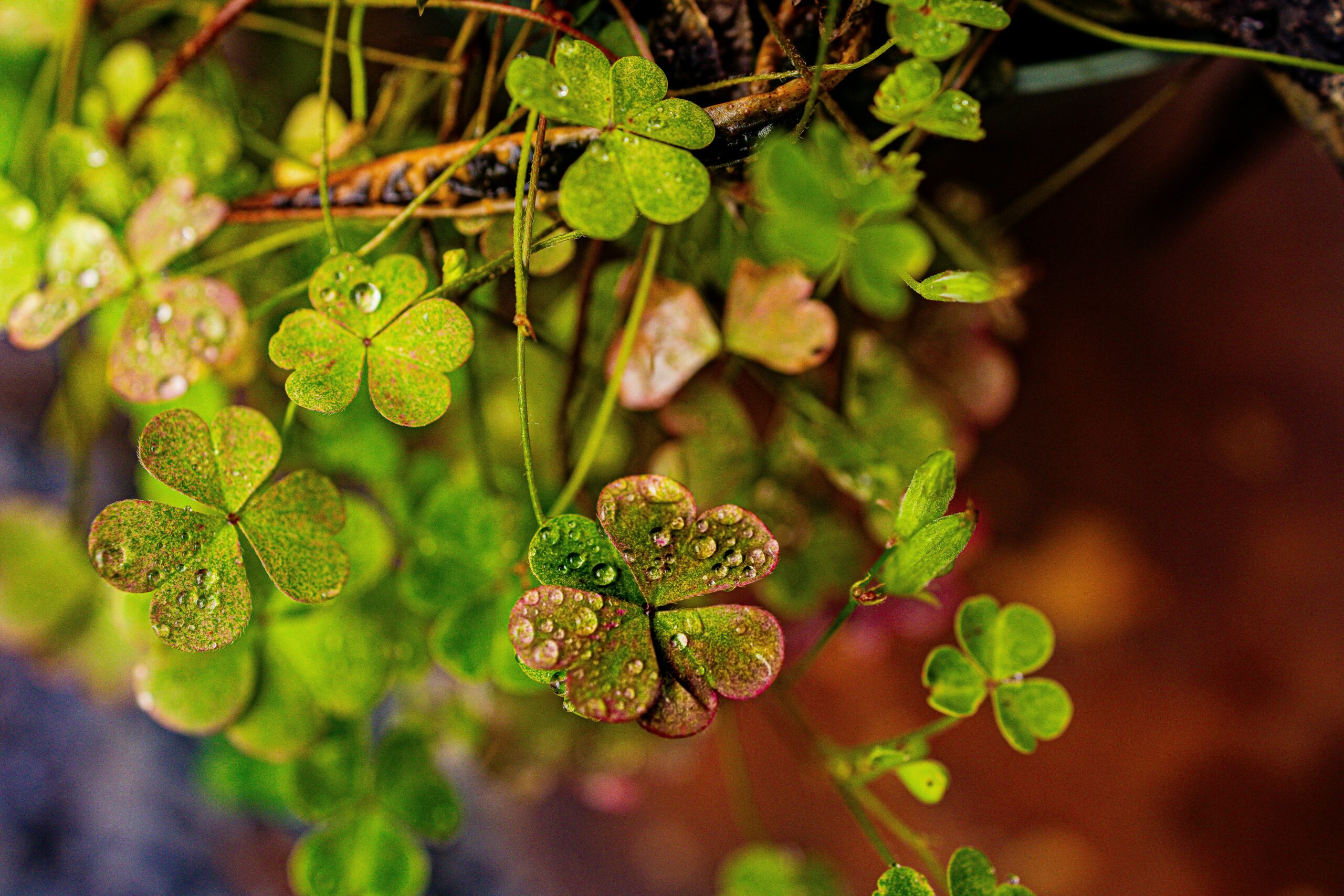 Saint Patrick’s Legacy: Modern Stories of Jesus Changing Lives in Ireland