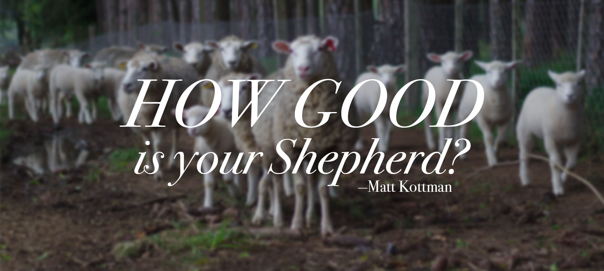 How Good is Your Shepherd?